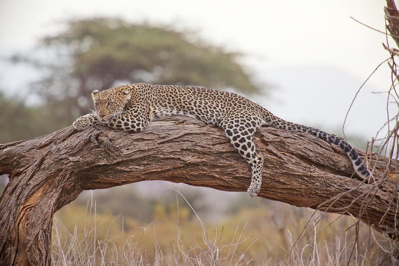 Time-Traveling Safaris